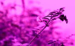 Lighting for Plant Growth in Controlled Environments