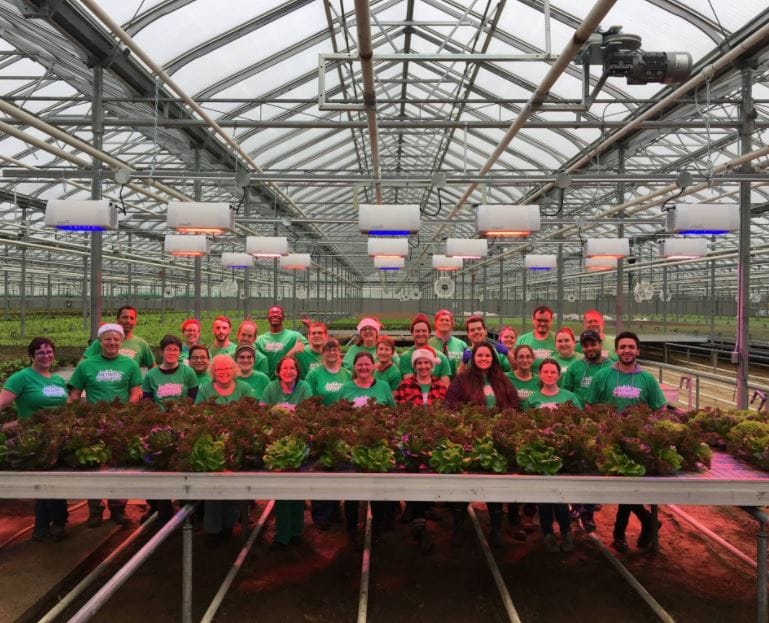 LED Grow Light for greenhouse Lettuc crop ELIXIA Heliospectra 2