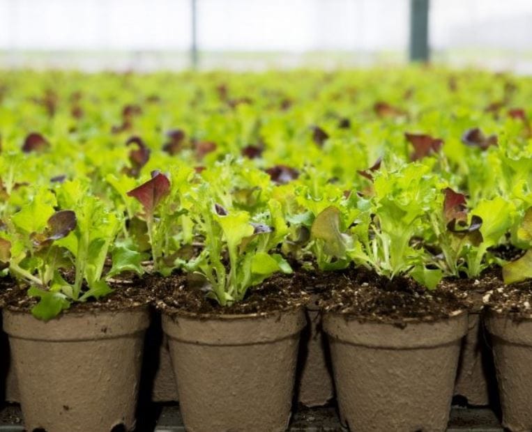 LED Grow Light for greenhouse Lettuc crop ELIXIA Heliospectra 3