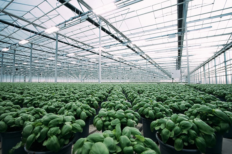 Led Grow light for basil farming Greenhouse MITRA Heliospectra 2