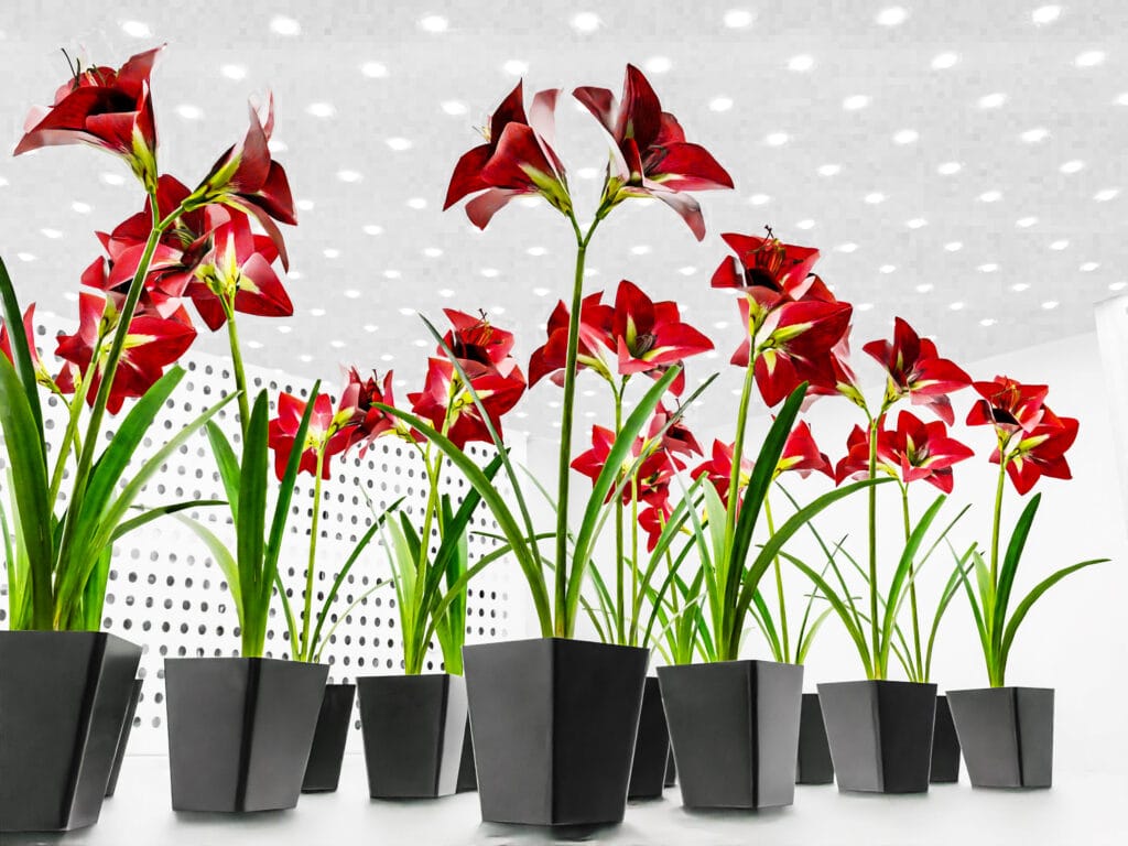 Biora Reach In Chamber 3 1400.931 edit