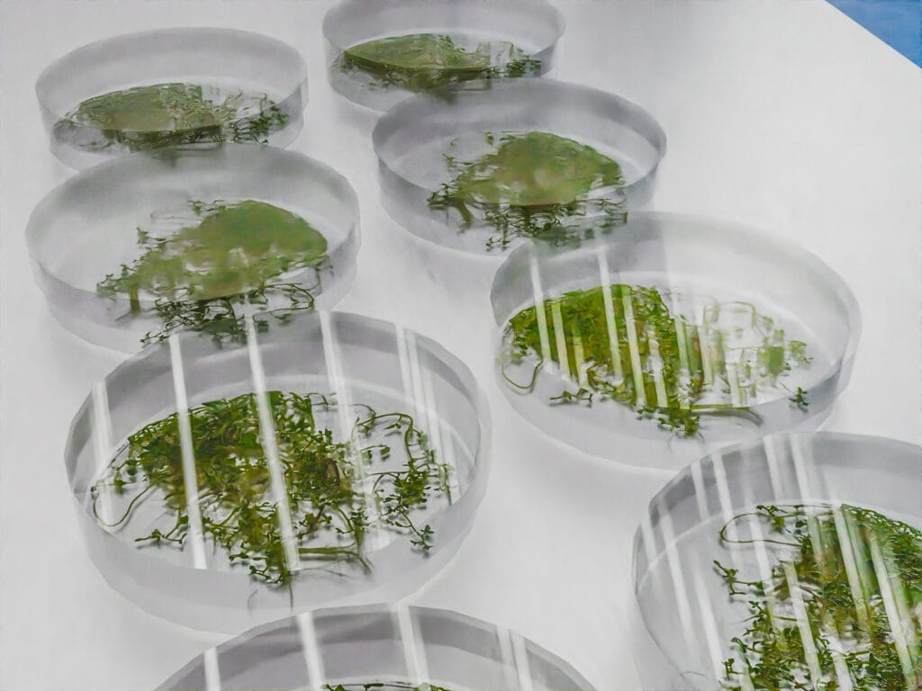 Biora Reach In Chamber 3 1400.933 edit