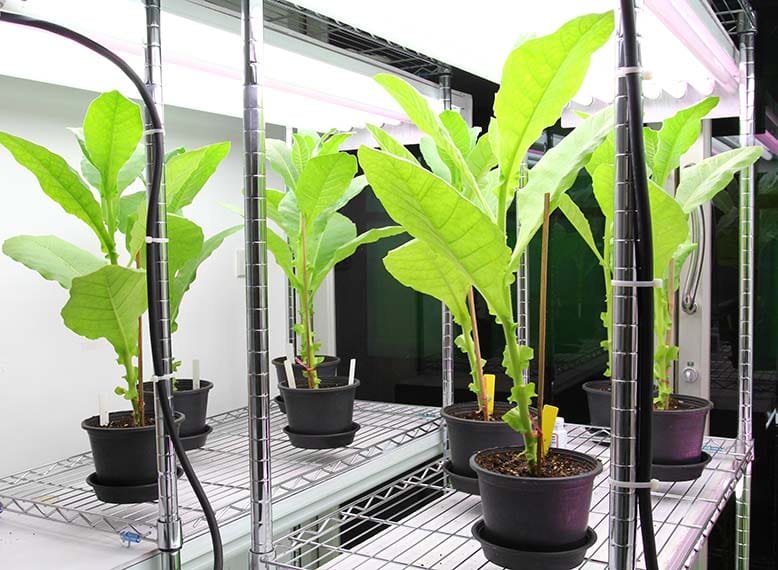 Grow light Tobacco LED Lights web