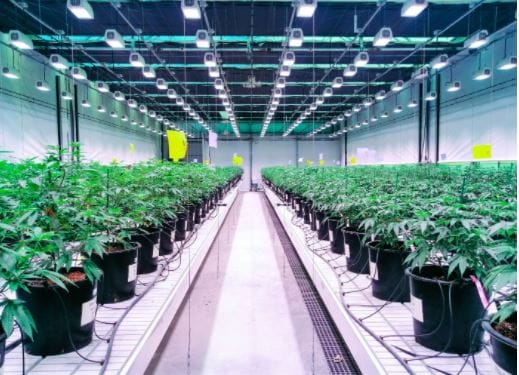 Heliospectra ELIXIA Indoor Cannabis