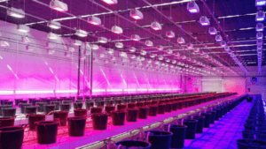 medicinal cannabis lighting consistency necessity