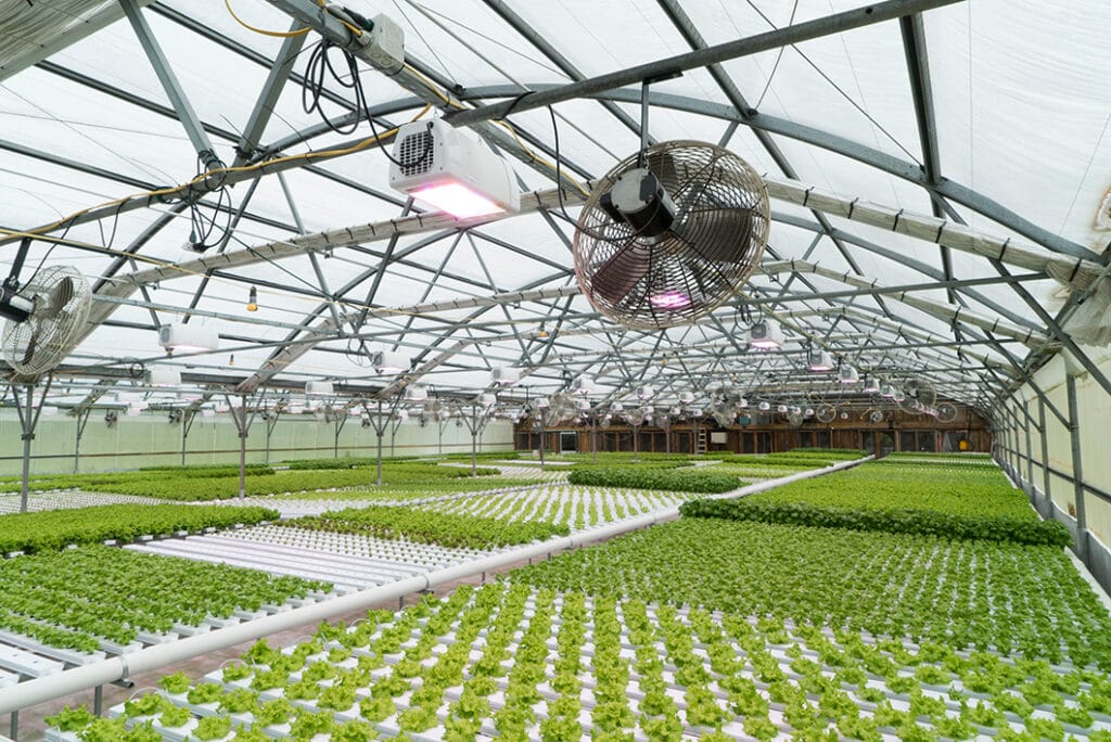 LED Grow Light for greenhouse Lettuc crop ELIXIA Heliospectra 1024x684 1