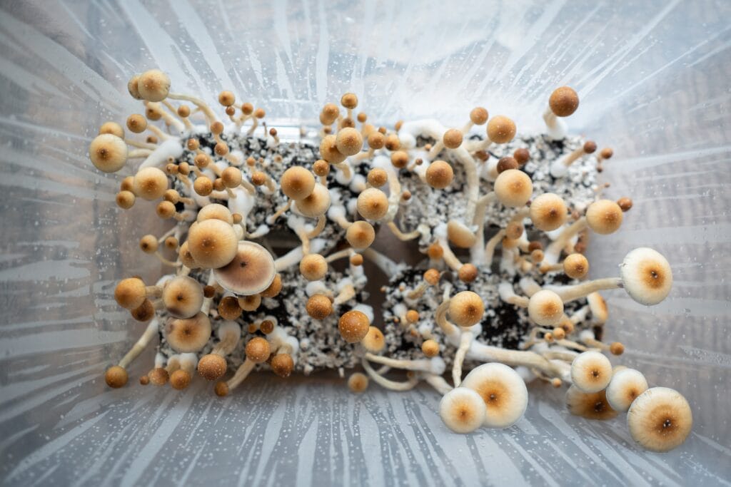 Psilocybin cubensis 1