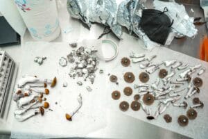 Psilocybin cubensis 3