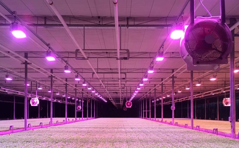 Increased Crop Yields with Heliospectras ELIXIA